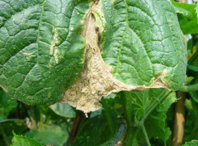 <strong>【種植寶典】冬季大棚蔬菜冬季肥害，四大隱形殺手浮出水面！</strong>